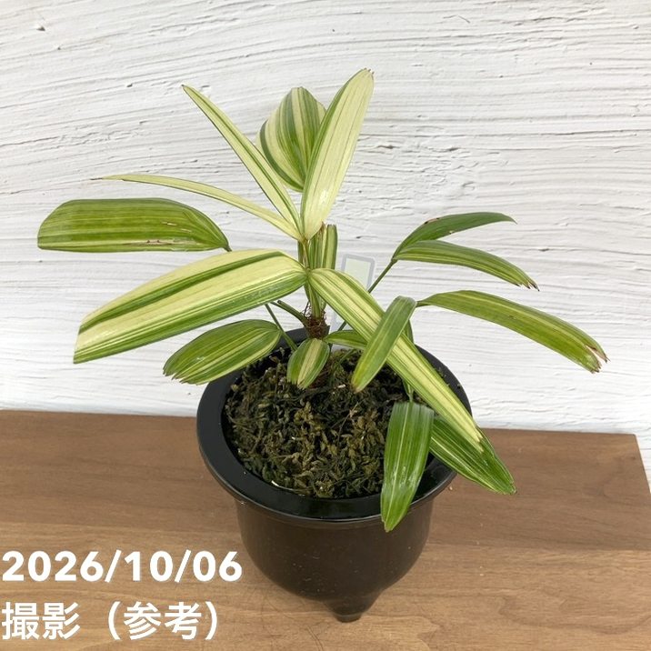 お買い得！1/5まで】【現品お届け】観音竹 カンノンチク 稚児錦 ちご