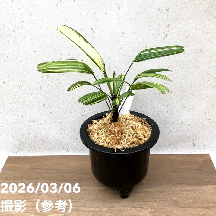 現品お届け】観音竹 カンノンチク 稚児錦 ちごにしき プラ鉢（K32