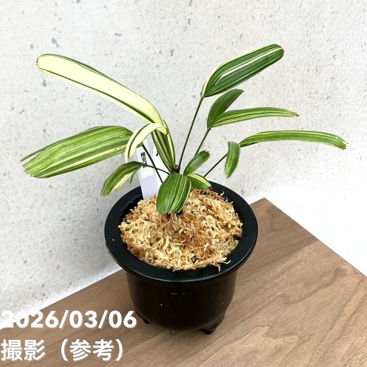 現品お届け】観音竹 カンノンチク 稚児錦 ちごにしき プラ鉢（K32