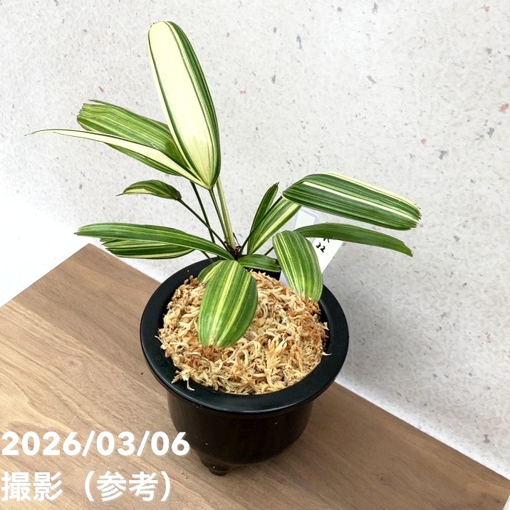 現品お届け】観音竹 カンノンチク 稚児錦 ちごにしき プラ鉢（K32