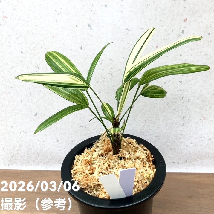 現品お届け】観音竹 カンノンチク 稚児錦 ちごにしき プラ鉢（K32