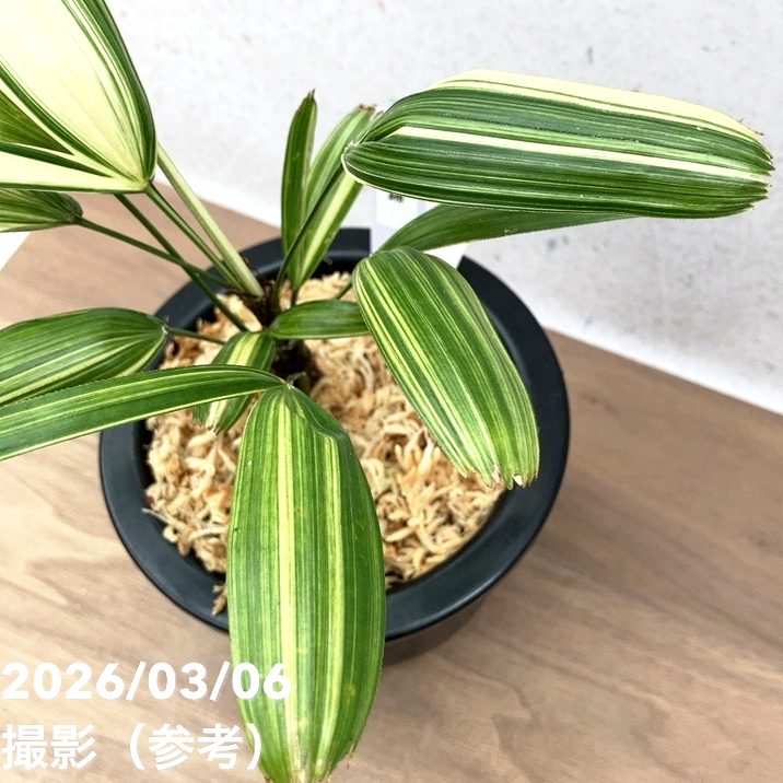 現品お届け】観音竹 カンノンチク 稚児錦 ちごにしき プラ鉢（K32