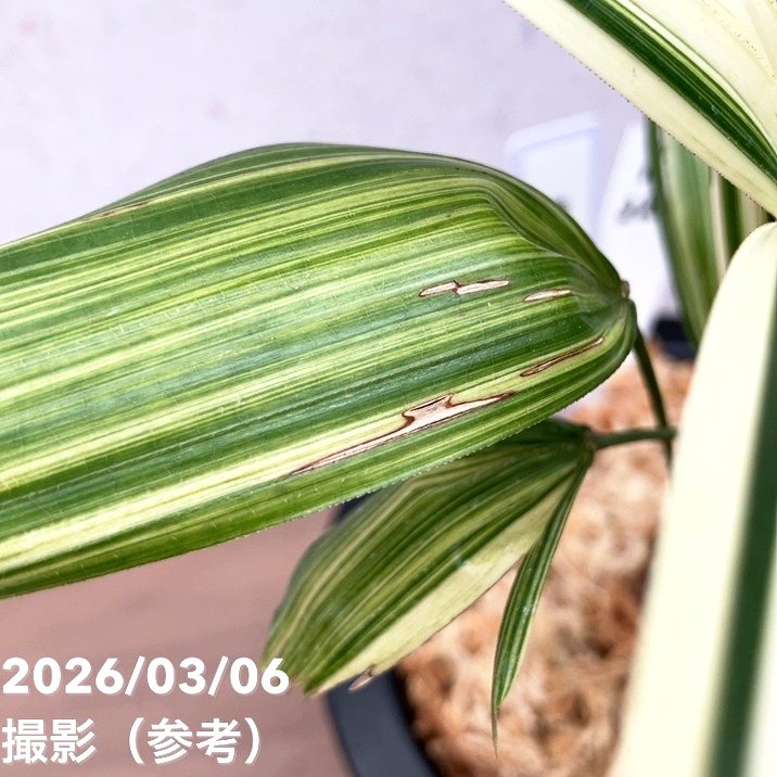 現品お届け】観音竹 カンノンチク 稚児錦 ちごにしき プラ鉢（K32