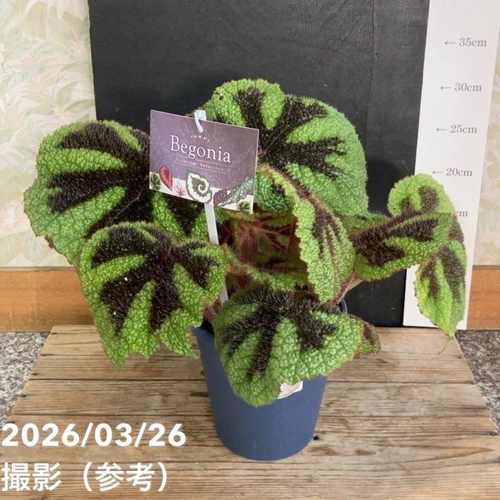 ベゴニア マソニアーナ マクラータ Begonia masoniana maculata 5号