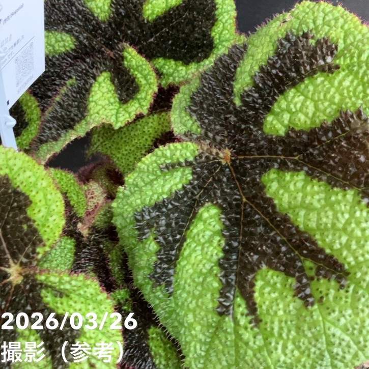 ふ*む様 ベゴニア　マクラータ　斑入　上物個体！　Begonia maculat ベゴニア マクラータ 斑入り Begonia Maculata Pink Variegated - メルカリ