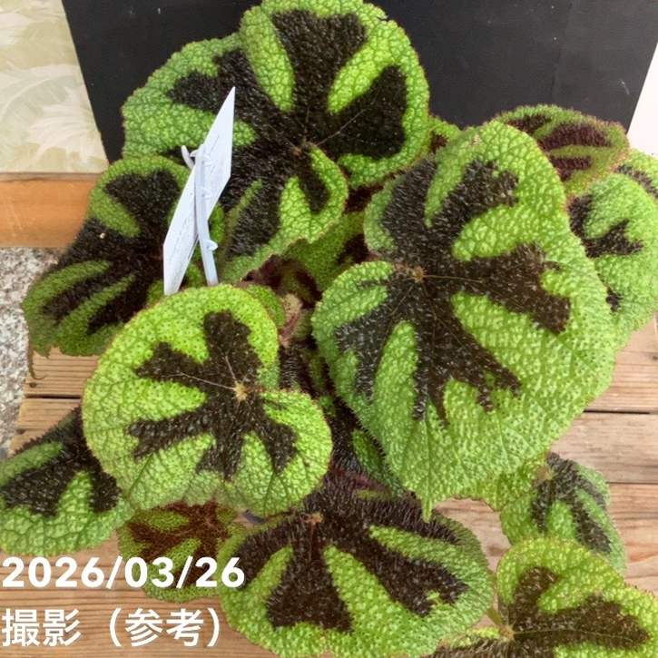 ベゴニア マソニアーナ マクラータ Begonia masoniana maculata 5号