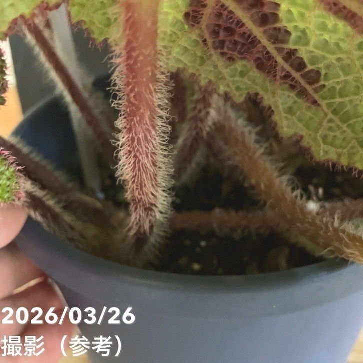 ベゴニア マソニアーナ マクラータ Begonia masoniana maculata 5号