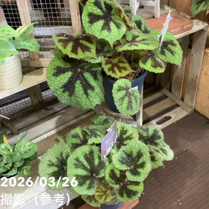 ベゴニア マソニアーナ マクラータ Begonia masoniana maculata 5号