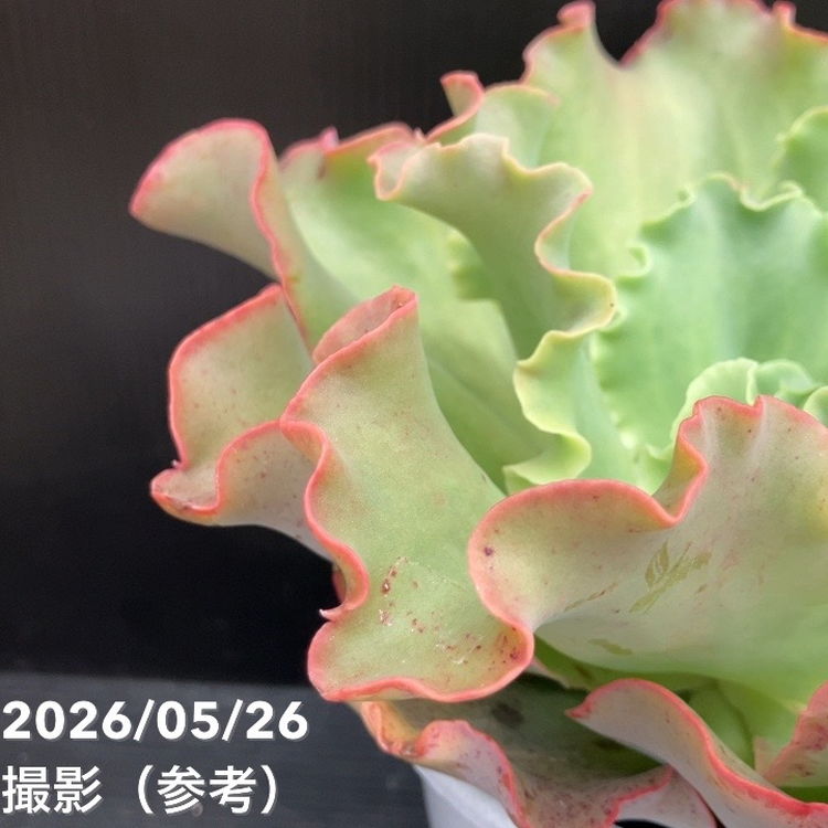 65周年記念セール】エケベリア 5号 高砂の翁｜観葉10-TU | 観葉・多肉