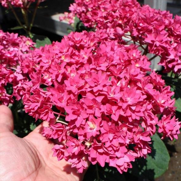 バラ咲き 高級アジサイ ユーミーシリーズ エリザベス 花木 庭木 アジサイ類 赤塚植物園オンライン 花の音