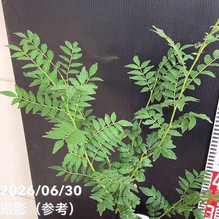 朝倉山椒 4.5号｜果樹04-PA | 果樹,山椒 | 赤塚植物園オンライン 花の