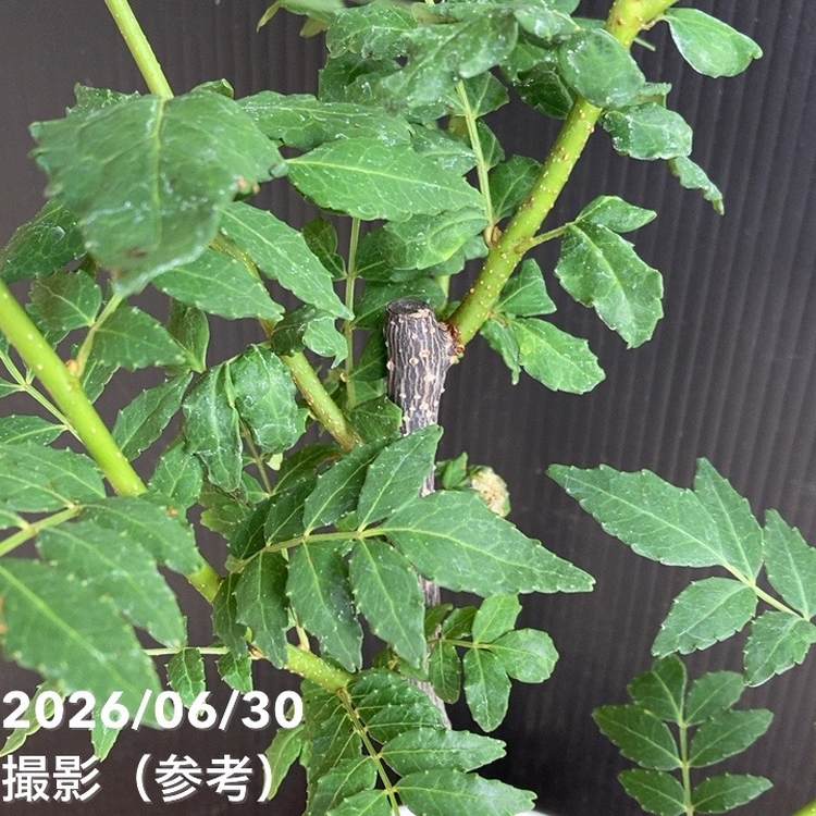 朝倉山椒 4.5号｜果樹04-PA | 果樹,山椒 | 赤塚植物園オンライン 花の