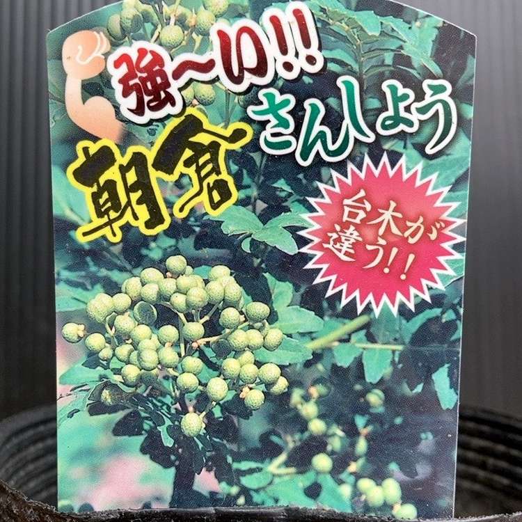 激太！朝倉山椒 朝倉山椒 4.5号｜果樹04-PA | 果樹,山椒 | 赤塚植物園オンライン 花の