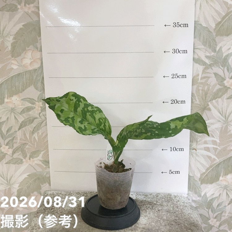 アグラオネマ ピクタムトリカラー ワイド Aglaonema pictum tricolor