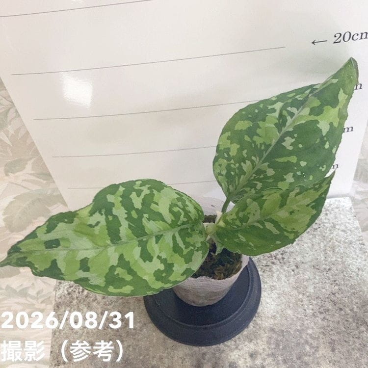 アグラオネマ ピクタムトリカラー ワイド Aglaonema pictum tricolor