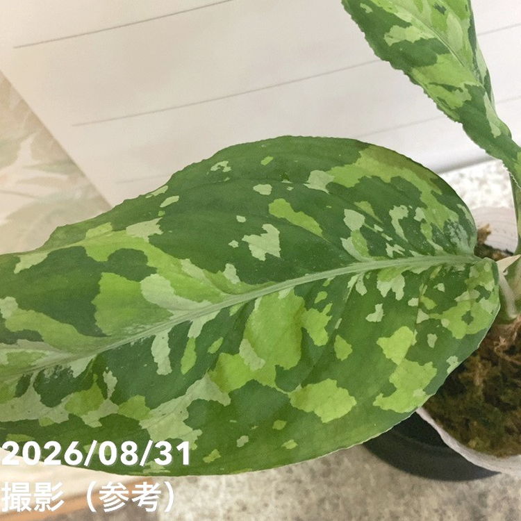 アグラオネマ ピクタムトリカラー ワイド Aglaonema pictum tricolor