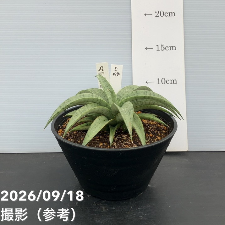 現品お届け】サンスベリア 5号 ハニームーン プラ鉢（S274）｜観葉02