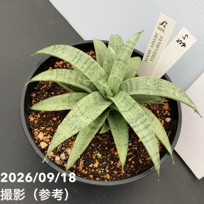 現品お届け】サンスベリア 5号 ハニームーン プラ鉢（S274）｜観葉02
