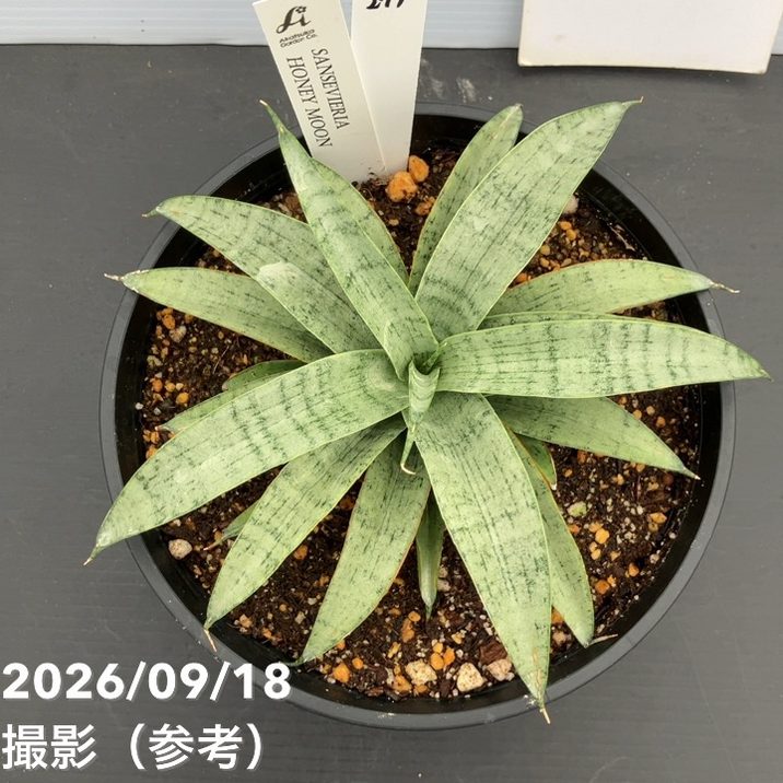 現品お届け】サンスベリア 5号 ハニームーン プラ鉢（S274）｜観葉02