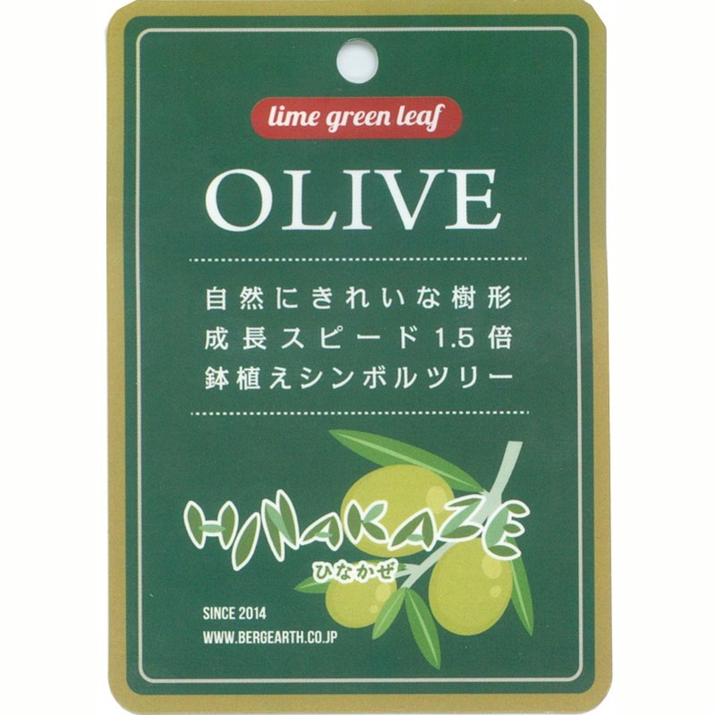 オリーブ ひなかぜ 5号 |果樹01-D1 | 花木・庭木 | 赤塚植物園 オリーブ ひなかぜ 5号 |果樹01-D1 | 花木・庭木 | 赤塚植物園