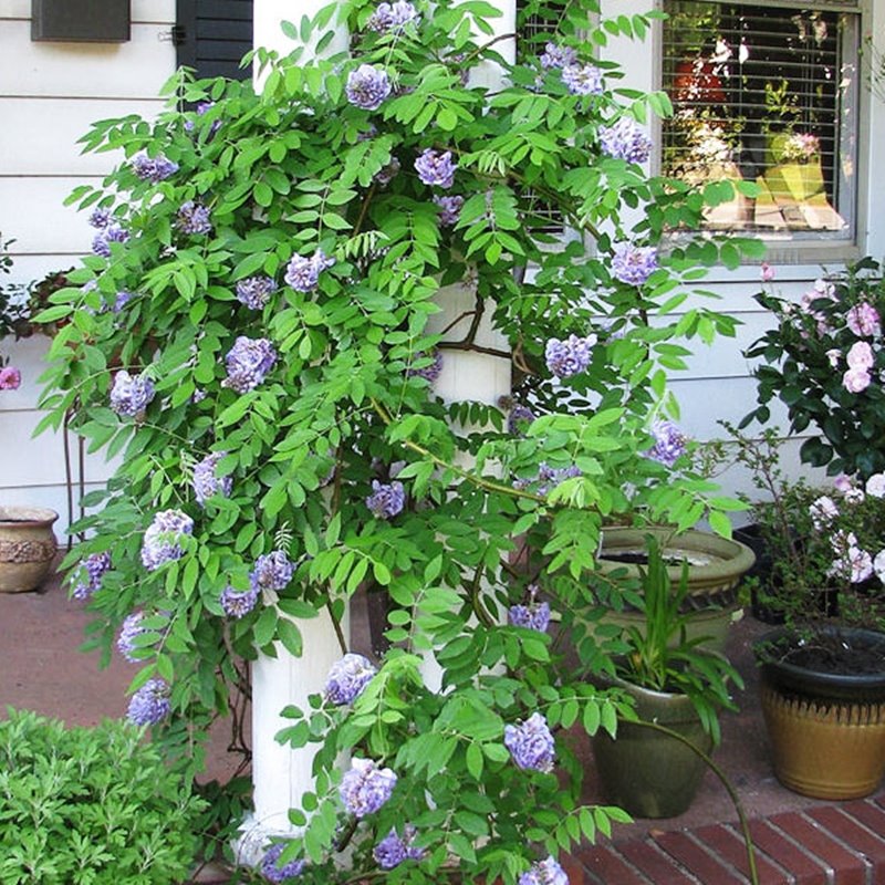 二季咲き藤 アメジストフォール 3.5号｜花木10-TU | 花木・庭木,藤