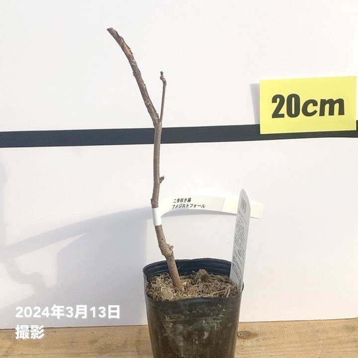 二季咲き藤 アメジストフォール 3.5号｜花木10-TU | 花木・庭木,藤