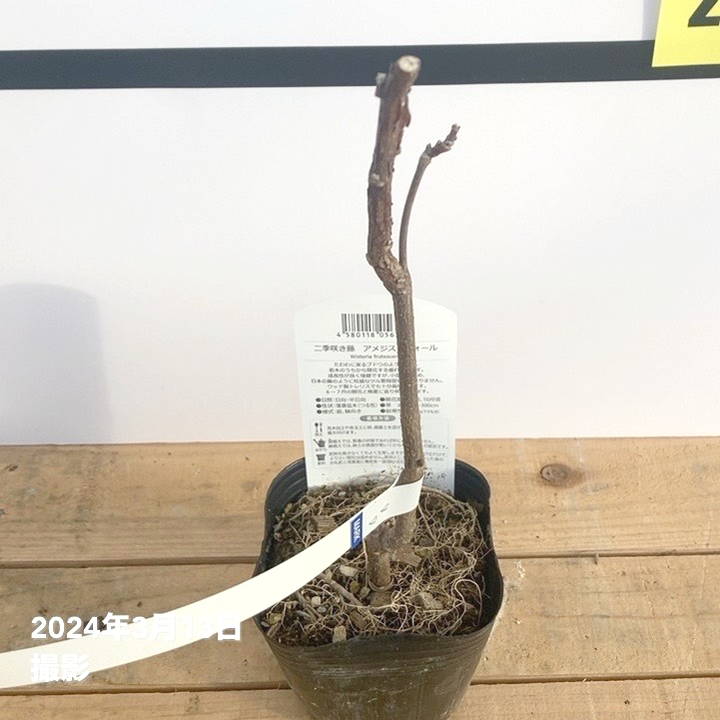 二季咲き藤 アメジストフォール 3.5号｜花木10-TU | 花木・庭木,藤