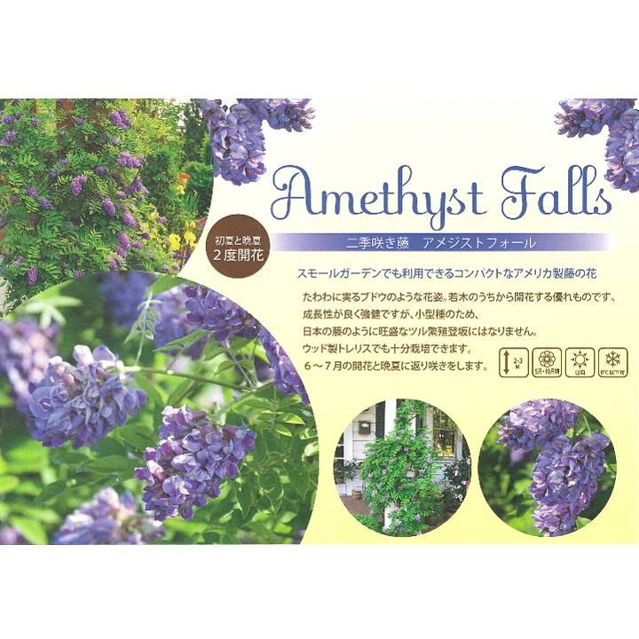 二季咲き藤 アメジストフォール 3.5号｜花木10-TU | 花木・庭木,藤