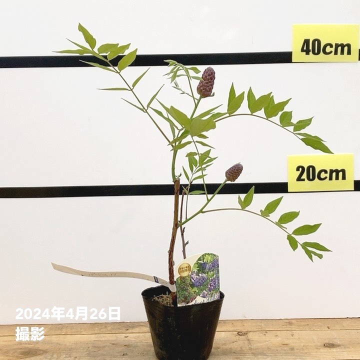 二季咲き藤 アメジストフォール 3.5号｜花木10-TU | 花木・庭木,藤