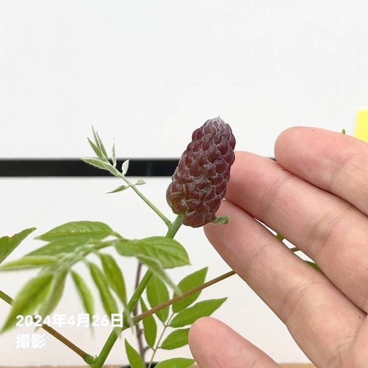 二季咲き藤 アメジストフォール 3.5号｜花木10-TU | 花木・庭木,藤