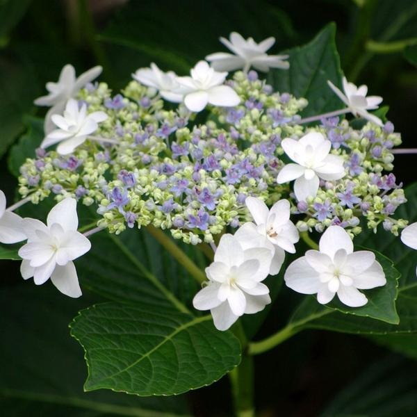 加茂交配 魅惑のガーデンアジサイ シンデレラ 花なしのため特価 アジサイ 赤塚植物園オンライン フラワーショップ 花の音