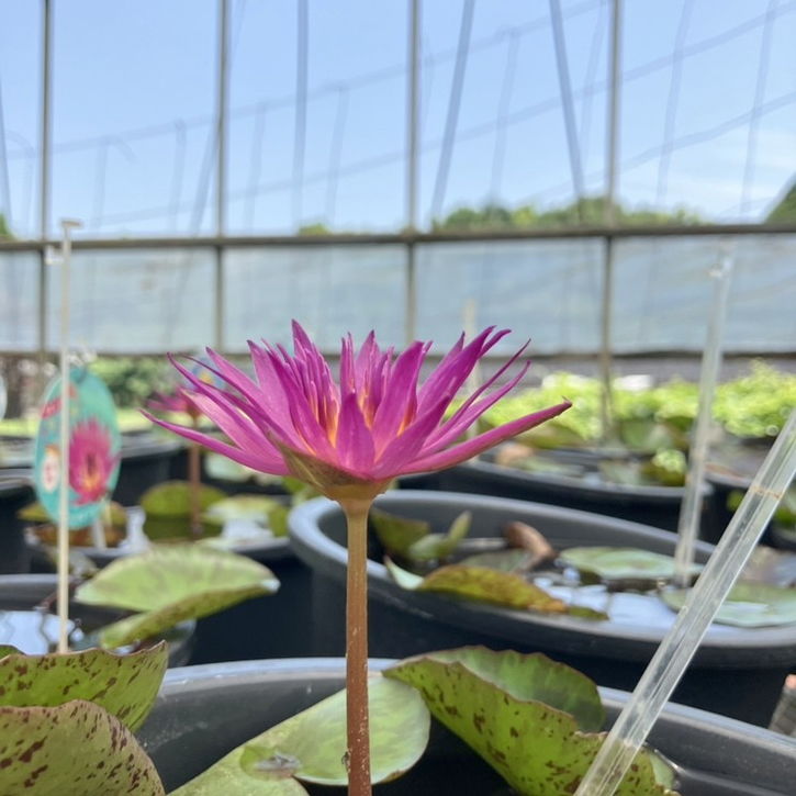 熱帯スイレン 4号 ドリスホルト｜草花01-D1 | 草花,熱帯スイレン・温帯