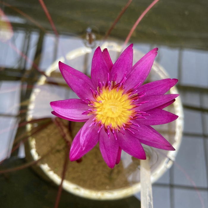 園芸養土・薬品 S まとめ買い】さし芽・種まきの土 14L×3袋 プロトリーフ 培養土 大袋