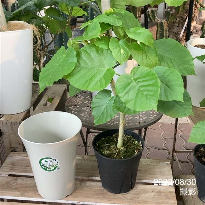 フィカス ウンベラータ 6号|観葉04-PA