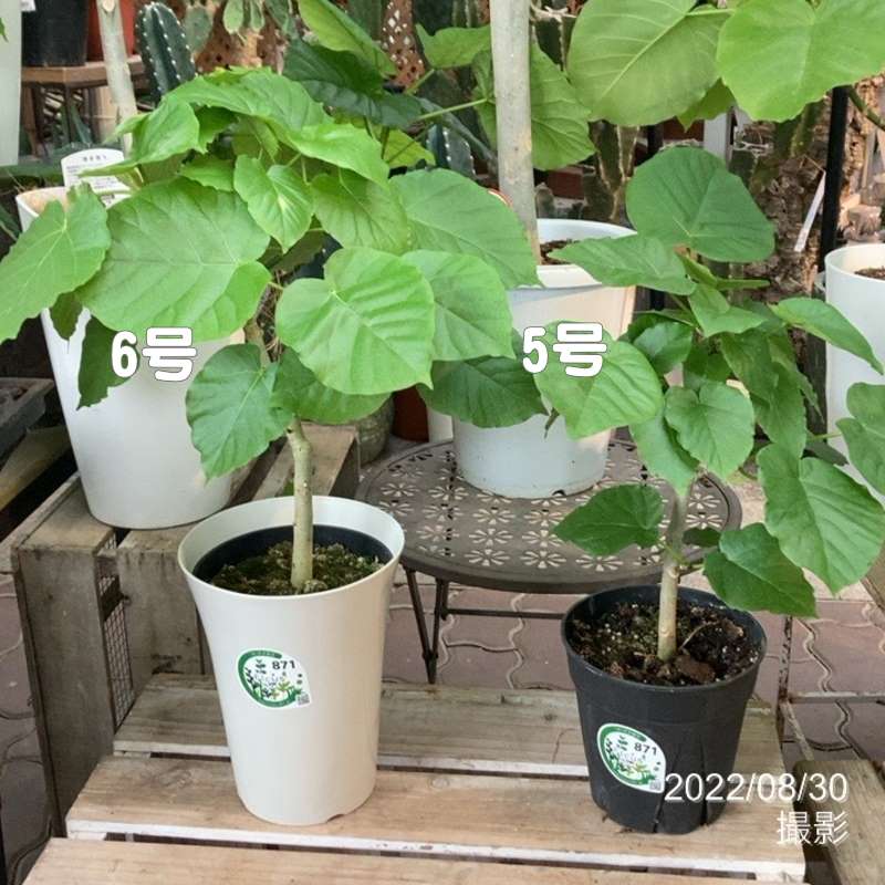 フィカス ウンベラータ 6号|観葉04-PA