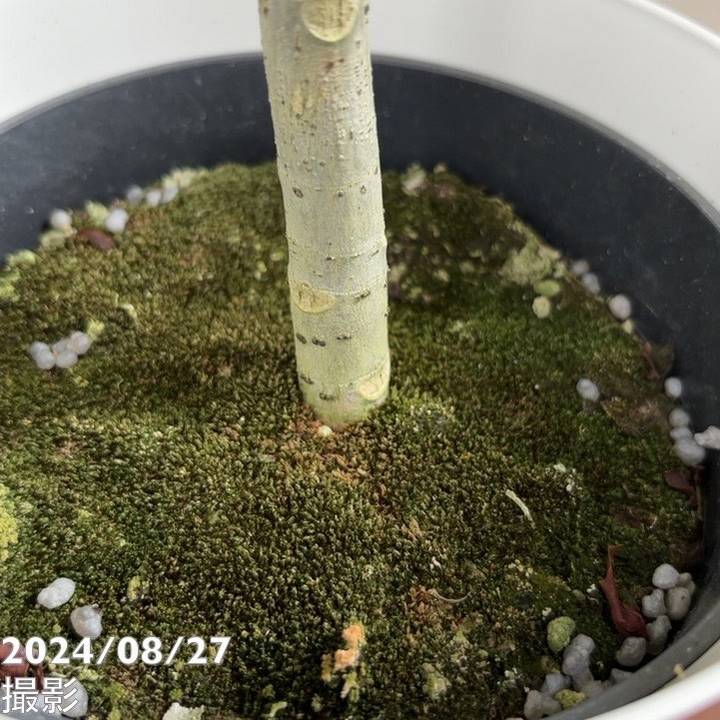 フィカス ウンベラータ 6号|観葉04-PA