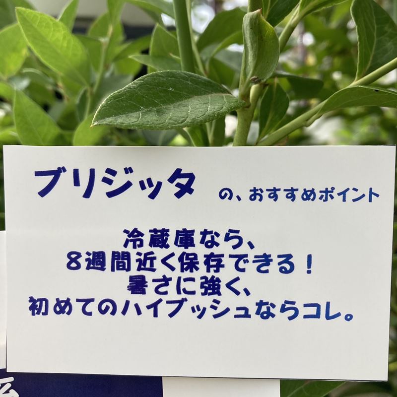 ブルーベリー ノーザンハイブッシュ系 ブリジッタ（接木苗）4.5～5号