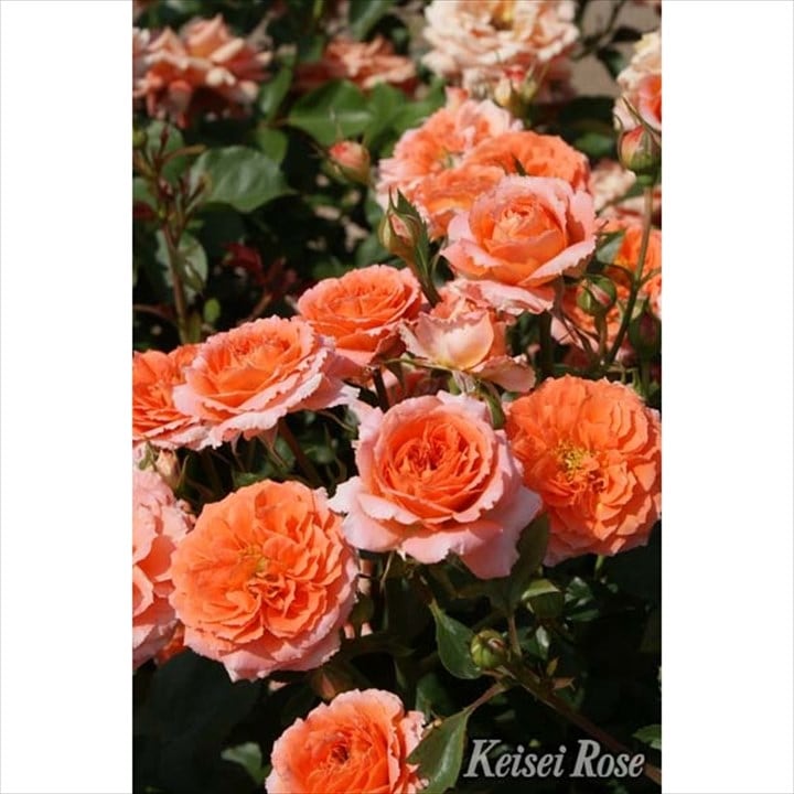 バラ大苗 ビブレバカンス 4.5号ロングポット 京成バラ園芸｜花木04-PA