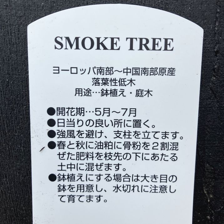 スモークツリー ルビーハート 4.5号｜花木04-PA | 花木・庭木,スモーク