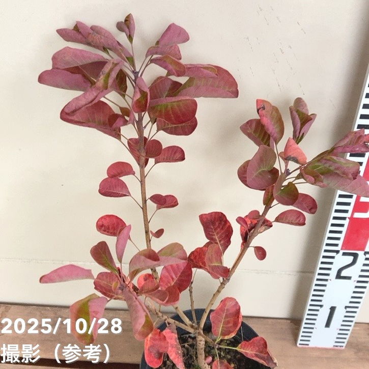 スモークツリー ルビーハート 4.5号｜花木04-PA | 花木・庭木,スモーク