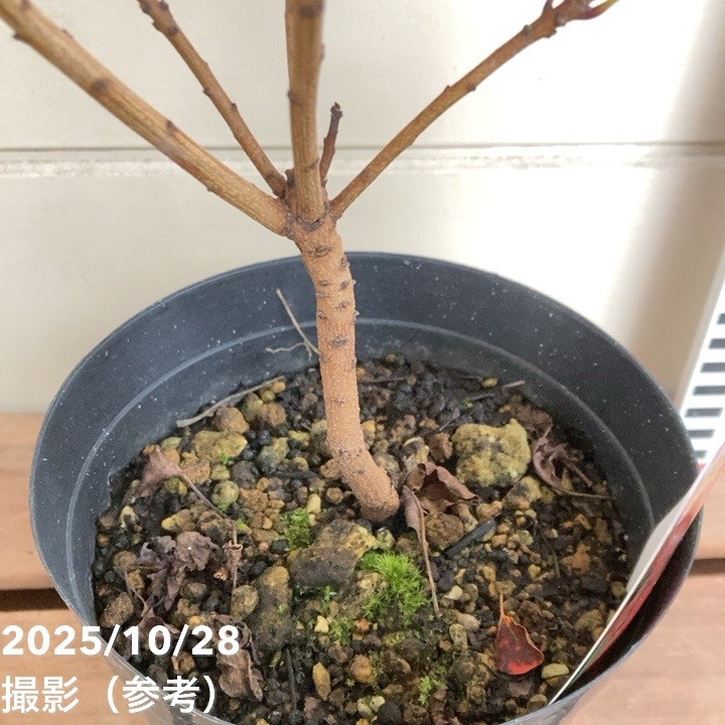 スモークツリー ルビーハート 4.5号|花木04-PA