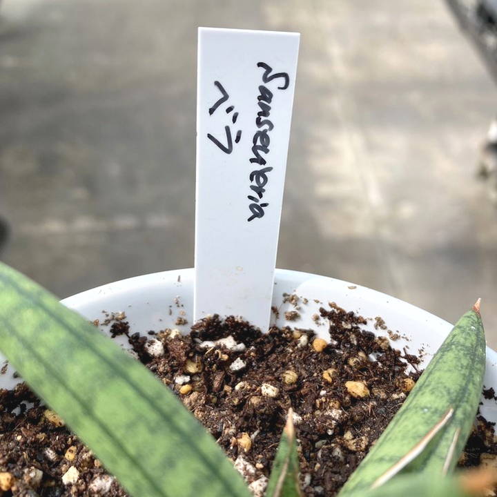 サンスベリア ベラ プラチナム ホワイト