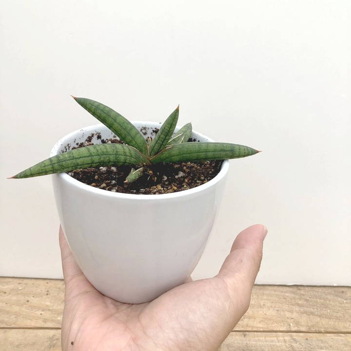 サンスベリア ベラ プラチナム ホワイト