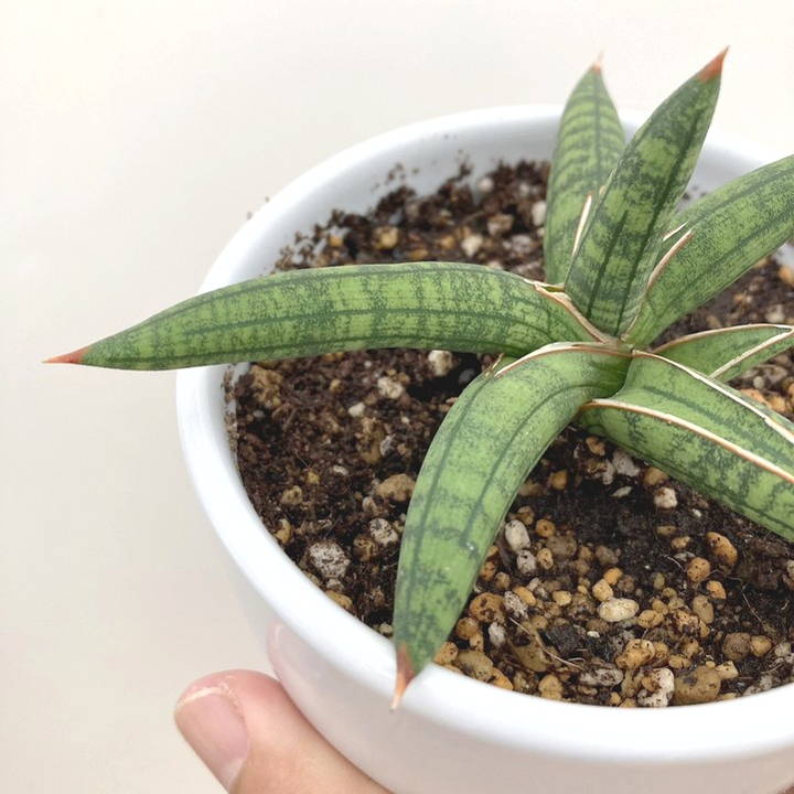 サンスベリア ベラ プラチナム ホワイト