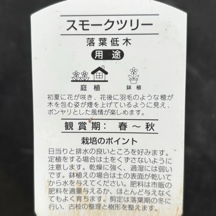 スモークツリー ユウケイ様専用ページ 数量限定】スモークツリー