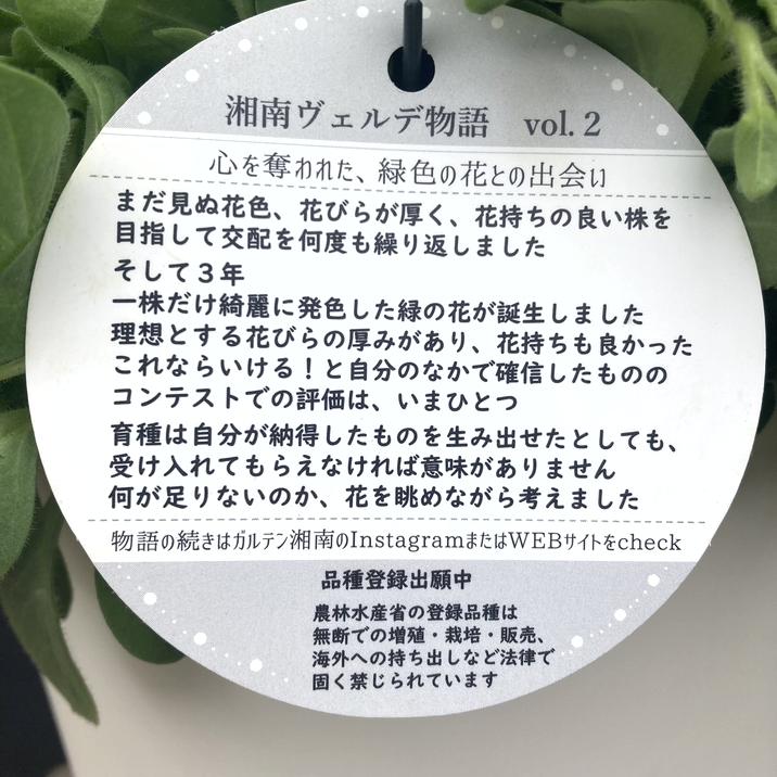 M a a　◆湘南ミディヴェルデペチュニアニンファ　＆　グラーノ 八重咲きペチュニア『湘南グラーノヴェルデ』 花苗通販 ジャンク