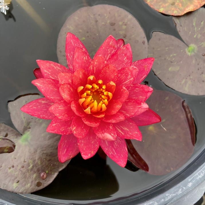 数量限定】温帯スイレン 4号 ワンビサ Wanvisa｜草花01-D1
