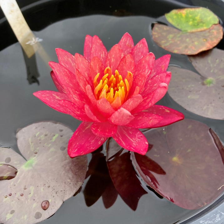 数量限定】温帯スイレン 4号 ワンビサ Wanvisa｜草花01-D1 | 草花,熱帯