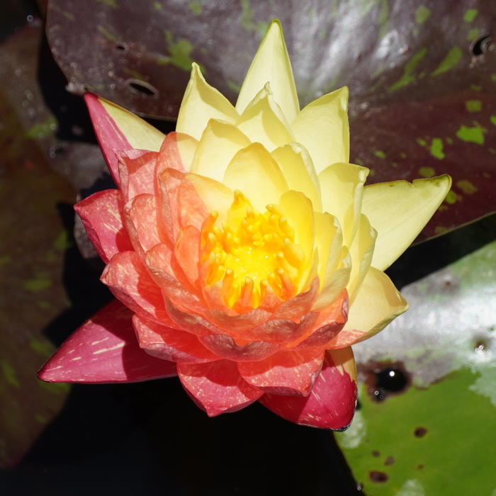 数量限定】温帯スイレン 4号 ワンビサ Wanvisa｜草花01-D1 | 草花,熱帯