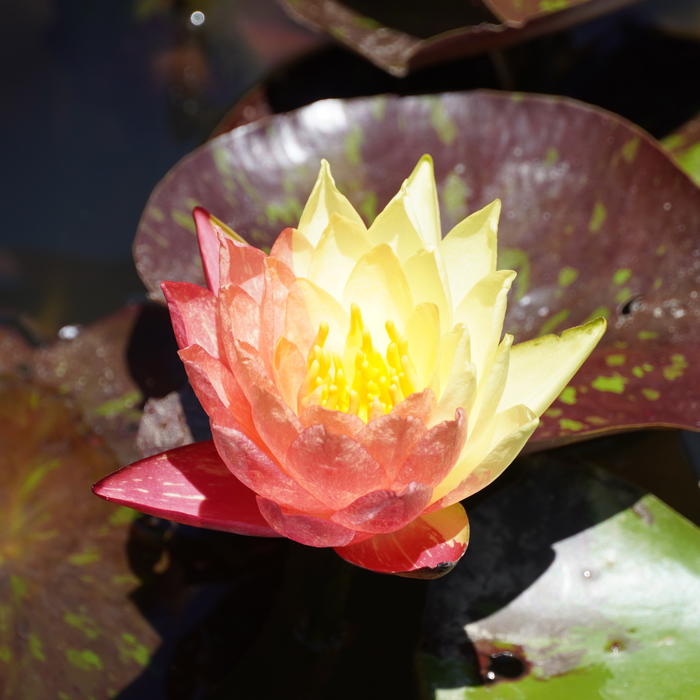 数量限定】温帯スイレン 4号 ワンビサ Wanvisa｜草花01-D1 | 草花,熱帯